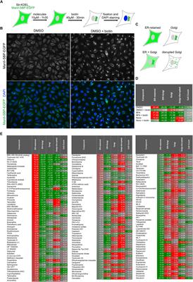 BML-265 and Tyrphostin AG1478 Disperse the Golgi Apparatus and Abolish Protein Transport in Human Cells